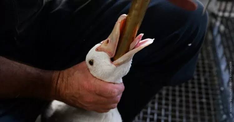 Machadodecassis's tweet photo. @masterchefbr Sou extremamente carnívoro, mas sobre o foie gras, Só uma recordação. https://t.co/exH6pnyuHu