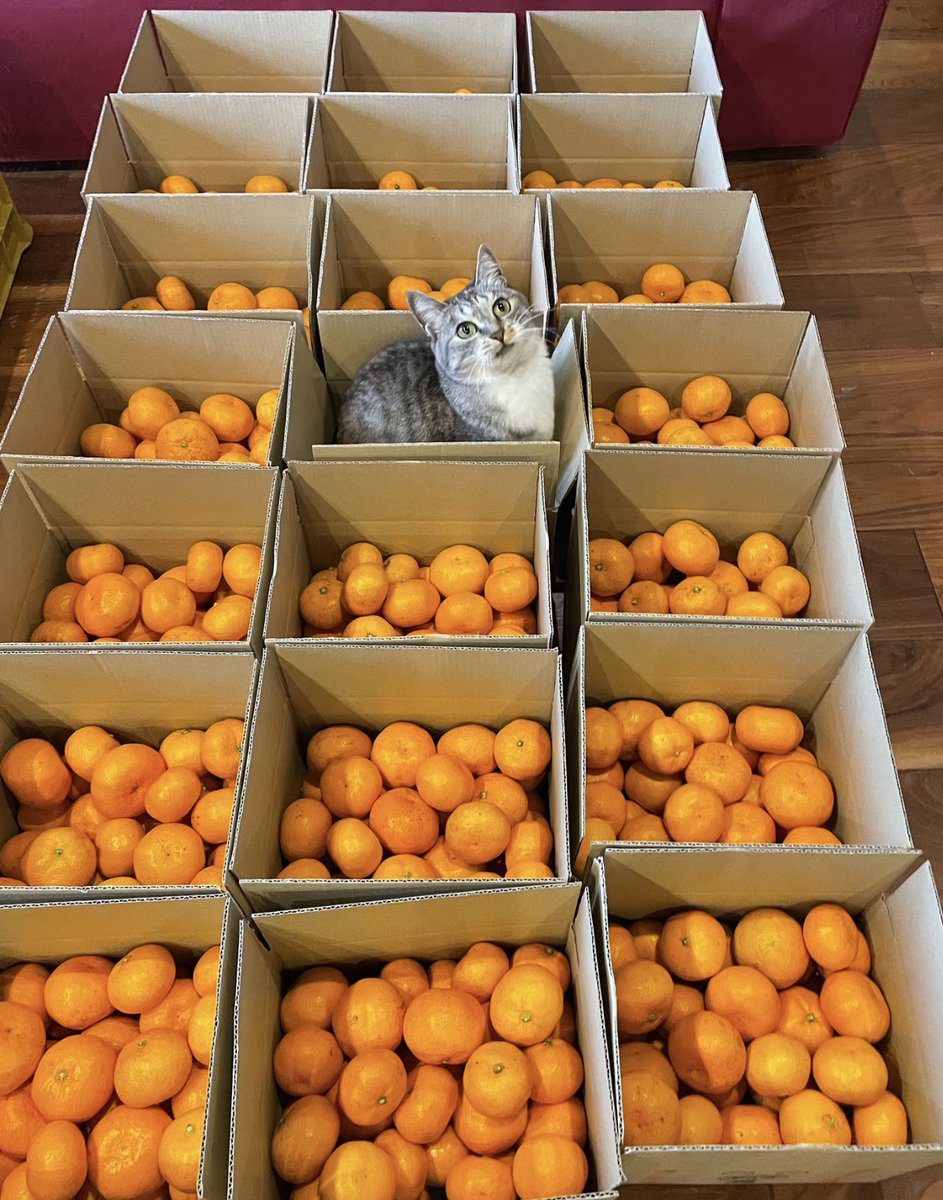 kokonananya's tweet photo. 【農バミのおみかん2024販売開始🍊】
和歌山の〜��バミおみかん🍊いらんかえ〜おみかんは〜小さい子やお年寄りも手軽に食べられる果物やで〜お弁当に1個乗っけとくのもいいよね〜寒い部屋に置いといたら日持ちするで農〜🍊
→🍊https://t.co/qx2gcZMG5Z https://t.co/yTSIA6Rp0i