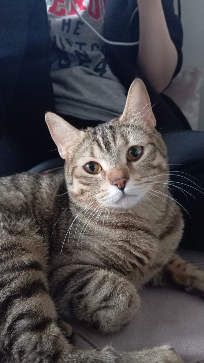 mauvaishin's tweet photo. Anası ankara kedisi babası british shorthair, ortaya çıkan ürün bu https://t.co/q4OjYsv2Uq