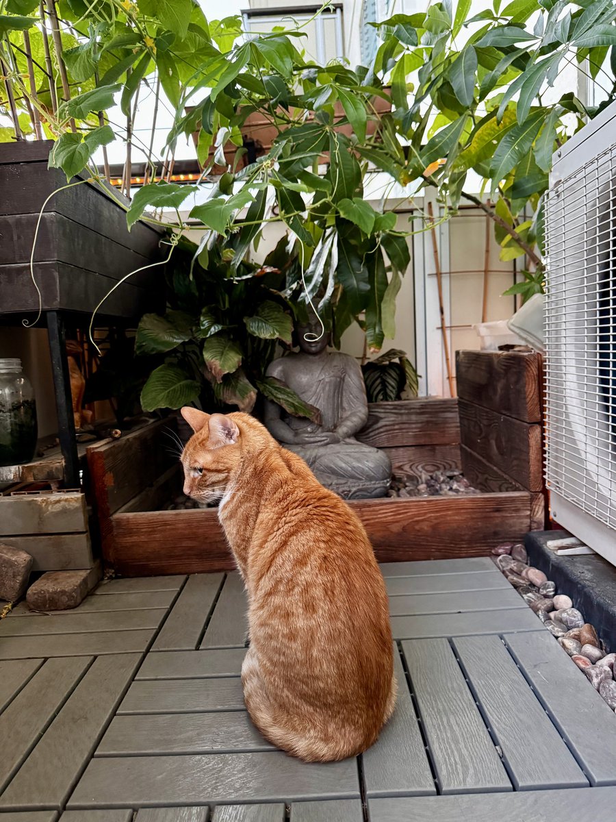 cshutter's tweet image. Exhausted water
From the air conditioning 
Is self-watering