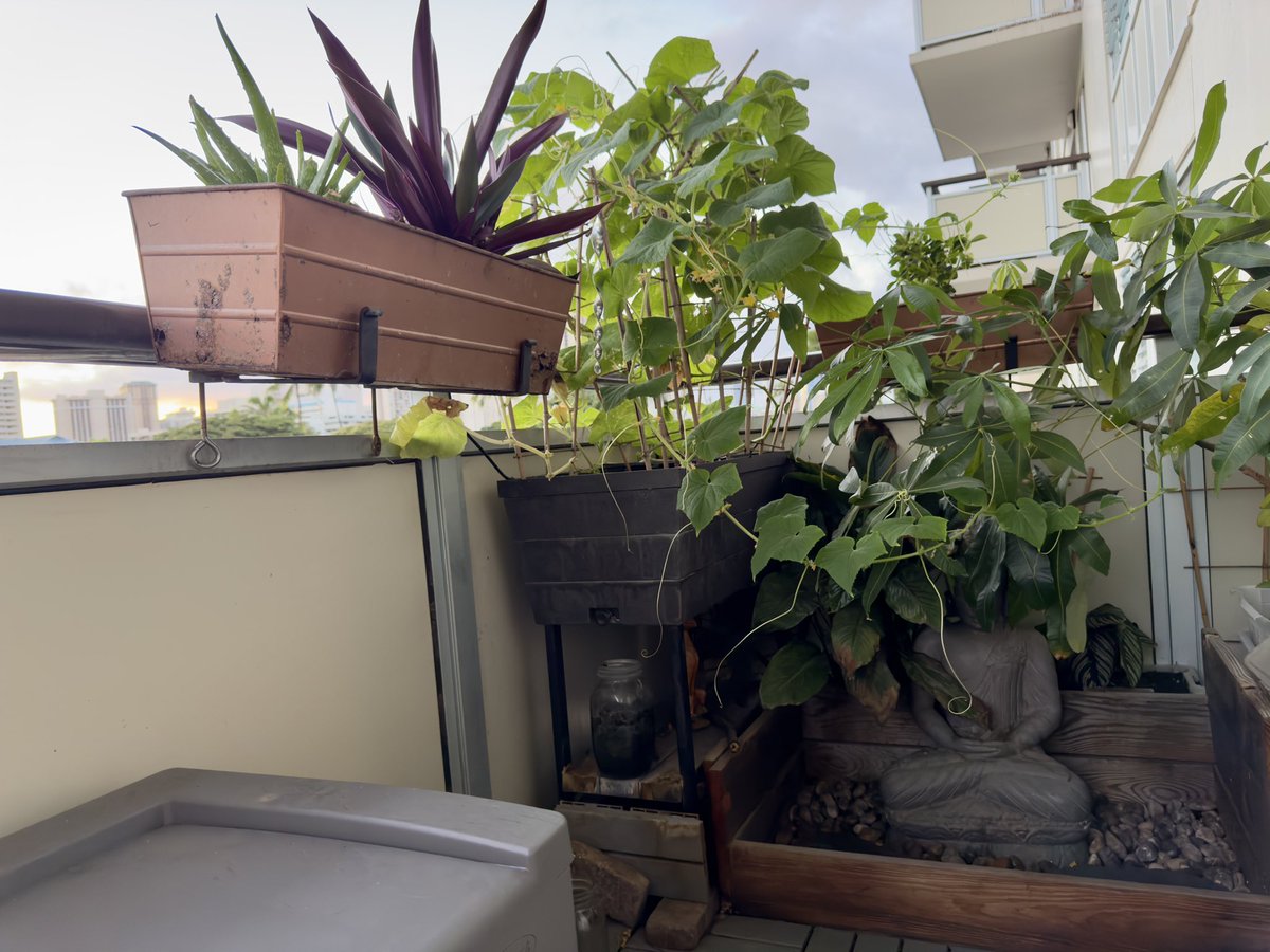 cshutter's tweet image. Exhausted water
From the air conditioning 
Is self-watering