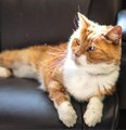 PeterAskin1's tweet photo. If like me you love the old
then Prince Henry needs us to be bold! 
We Care Animal rescue is where this boy be
this handsome & loveable he!
If you adore this grandpa cat
then #StHelenaCA is where he's at!
& FIV cats can live for long
& with mellow cats you can't go wrong! 💞👏😺
https://t.co/uibvkp8XOK…