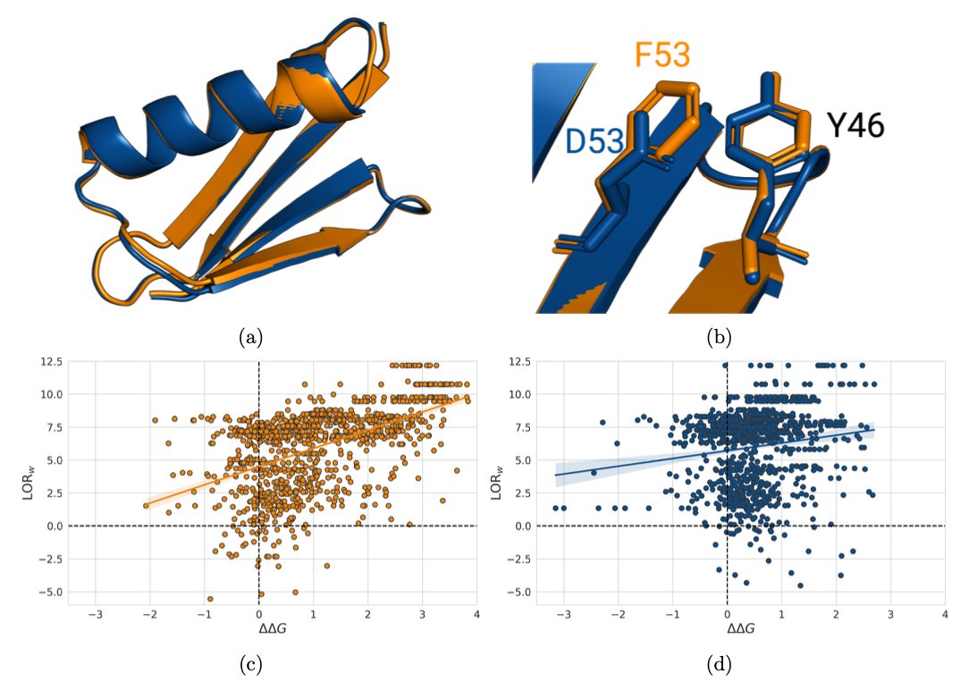 Exploring Evolution to Uncover Insights into Protein Mutational Stability

• This paper explores how evolutionary data can enhance predictions of protein stability changes upon mutations. By analyzing a large mutational stability dataset, the authors tested various evolutionary