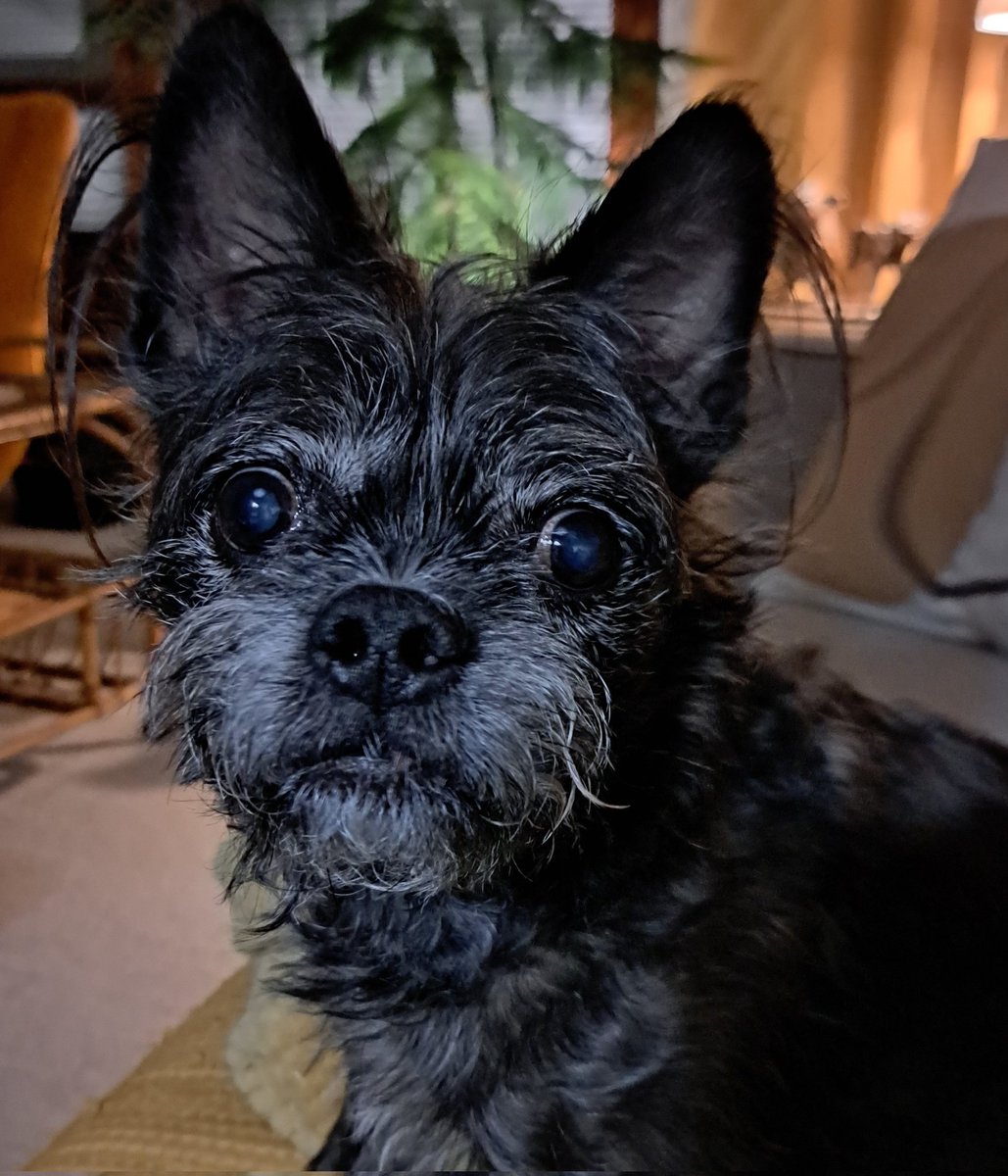 Huomenta kamut! Mä kävin ulkona, olen syönyt papanat, tapoin kumipossua jonkin aikaa ja nyt olen tässä pyytämässä pahvipeuraluuta, jotta aamuni olis täydellinen.
Mahtavan herkullista aamua kaikille kamuille🐾❤️