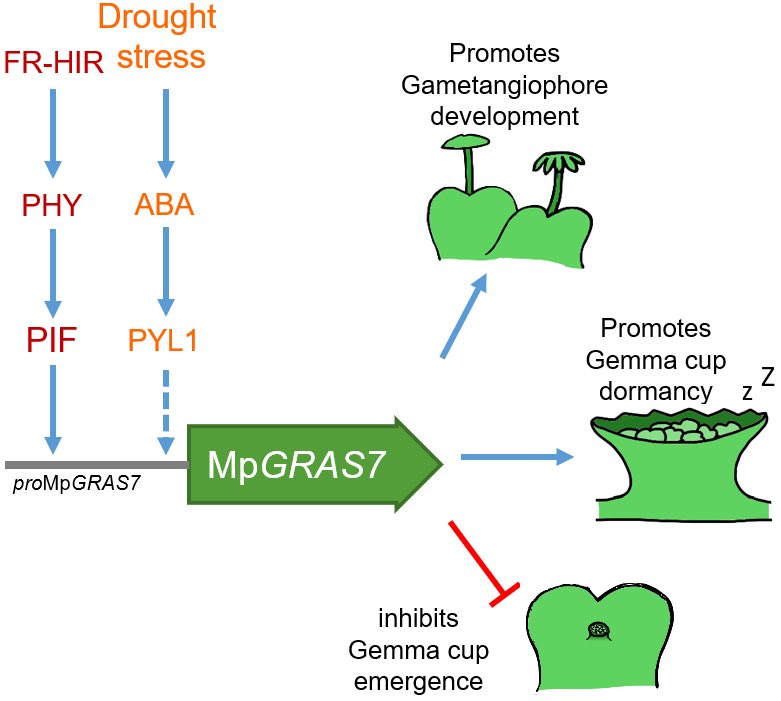 David Hoey (@davidjhoey) on Twitter photo I am very excited to be sharing our new <a href="/dromius/">Sebastian Schornack</a> lab pre-print on a Marchantia gene MpGRAS7, with contributions from <a href="/Phil_Carella/">Philip Carella</a> and <a href="/YangWeibing/">Weibing Yang</a> biorxiv.org/content/10.110… I am very excited to be sharing our new <a href="/dromius/">Sebastian Schornack</a> lab pre-print on a Marchantia gene MpGRAS7, with contributions from <a href="/Phil_Carella/">Philip Carella</a> and <a href="/YangWeibing/">Weibing Yang</a> biorxiv.org/content/10.110…