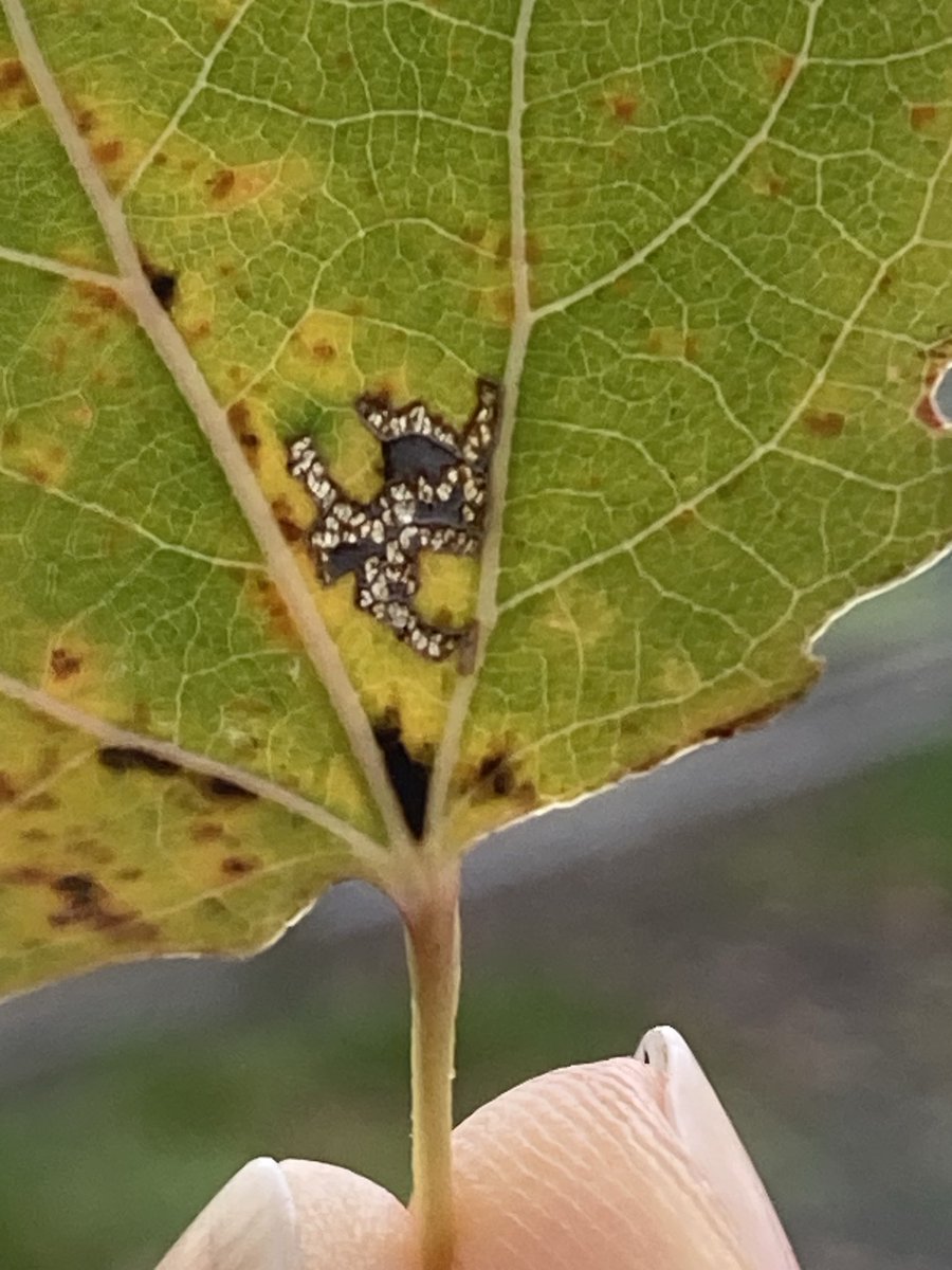 Paz Fletcher tweet media