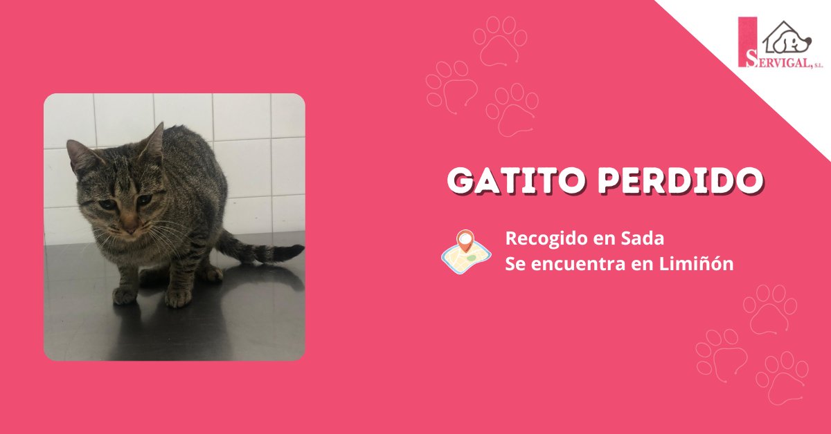 💔 GATITO PERDIDO 💔

🐱 El pasado miércoles, 6 de noviembre, recogimos en #Sada a un #bigotudo tipo común europeo y sin chip. 

Se encuentra en nuestras instalaciones de Limiñón 📍

🙏 Ayúdanos compartiendo esta publicación o llamando al 981 679 083 para aportar información 📞