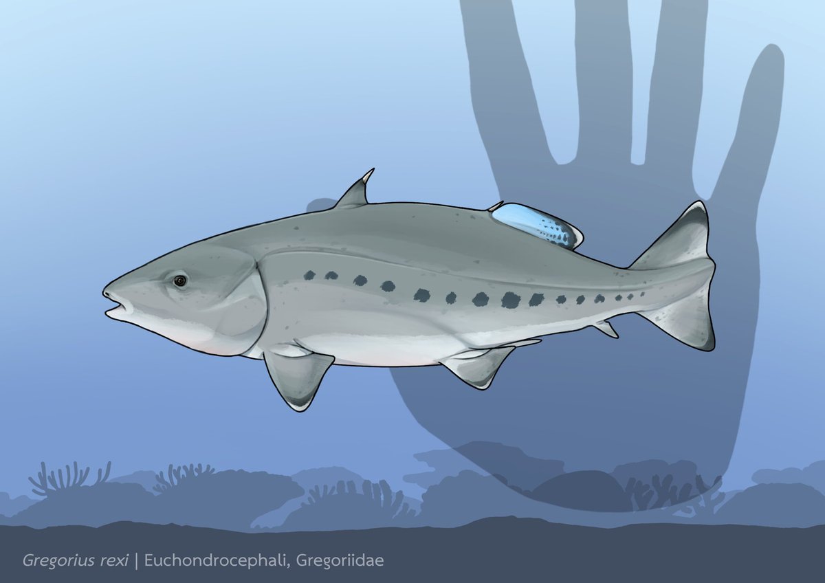 Zelacomorphi's tweet photo. Come back to day 8 of #50daysofchondrichthyan ! For today is the Gregorius rexi. Neither shark nor bony fish, but this tiny animal is belongs to the group of chimaera’s ancestor called Euchondrocephali
#paleoart #paleontology #sciart #shark #Gregorius https://t.co/2eaLH5MUkD