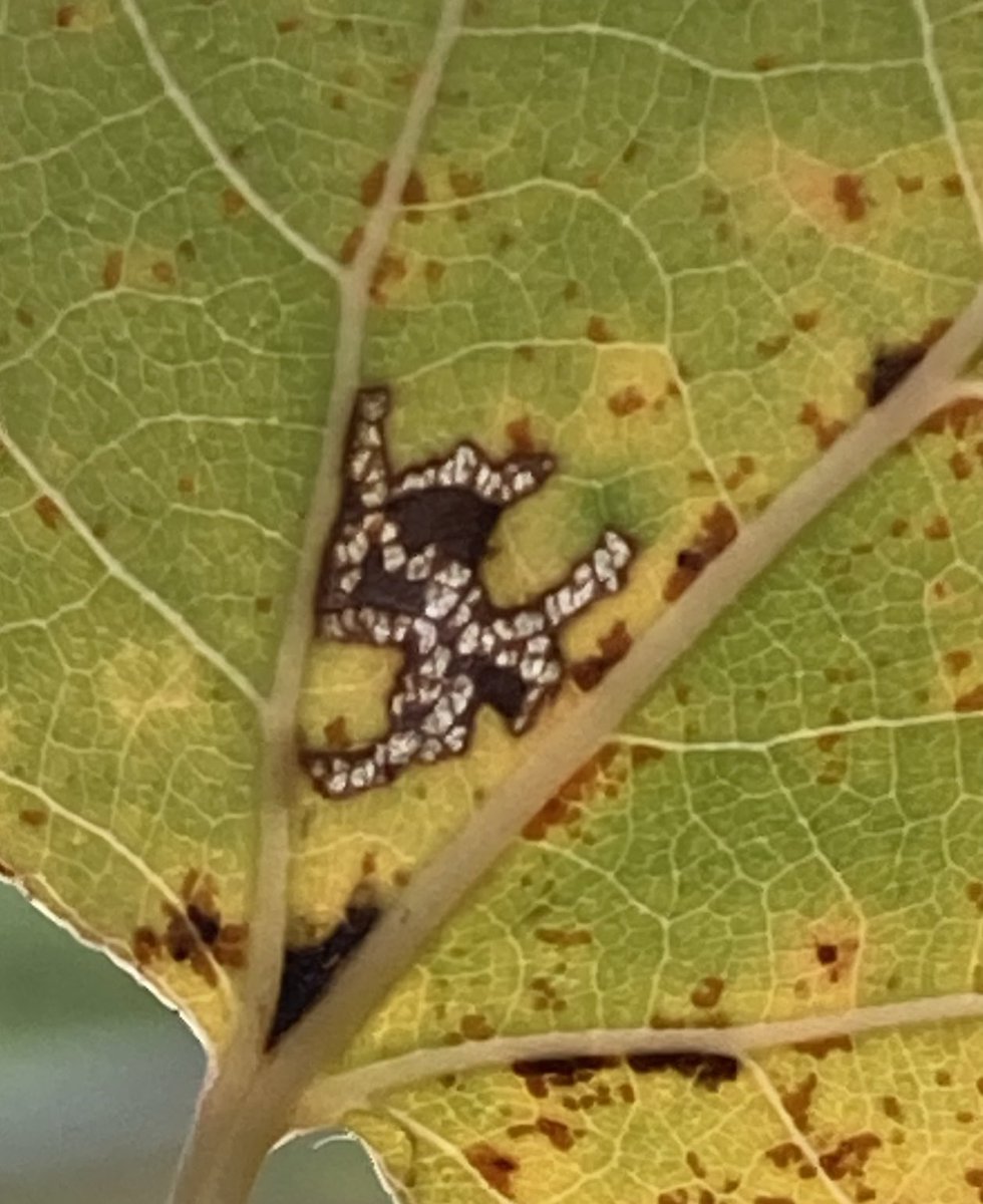 Paz Fletcher tweet media