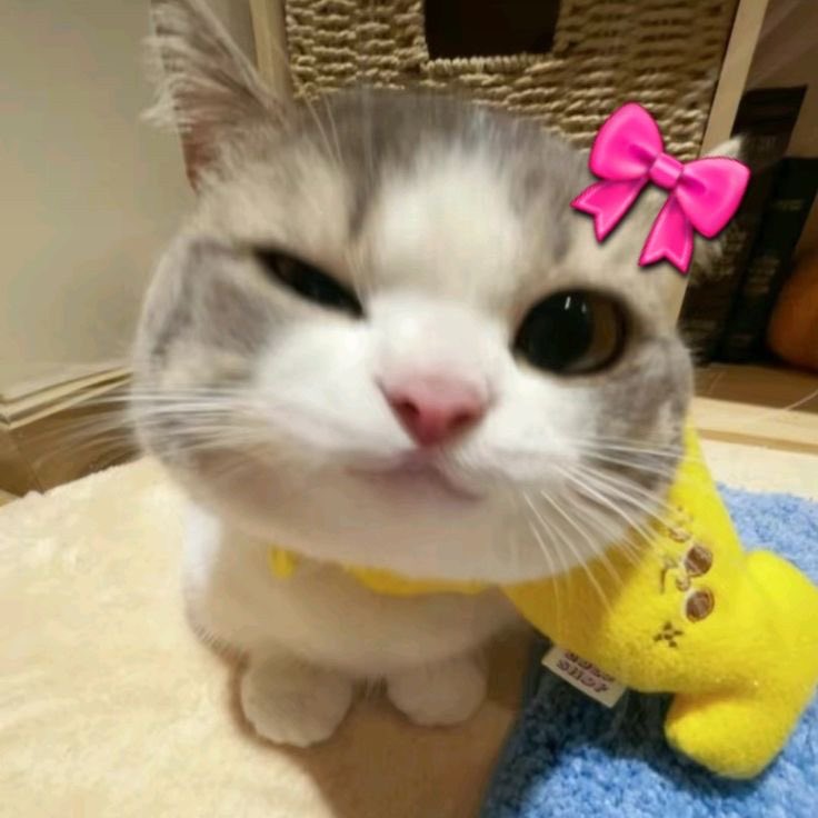 cloudy_yyey's tweet photo. @ohmy_beautybank Ayoo gass minn, tolong lihat akuu yg dulu pernah di follbck https://t.co/Aul9R1jmHF