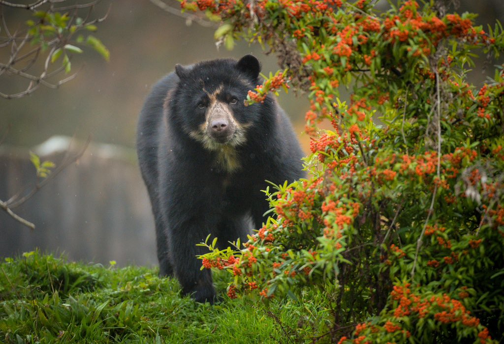 Chester Zoo tweet media