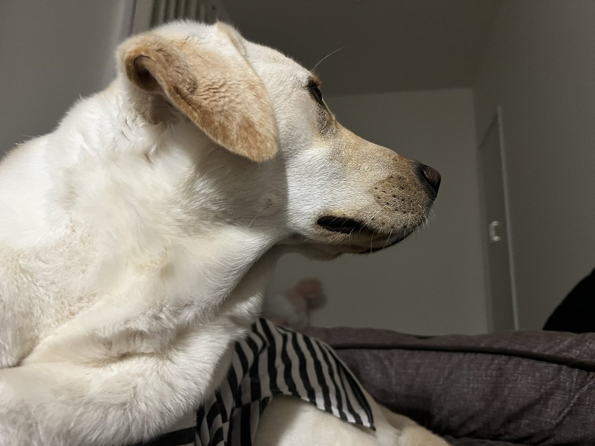 寝る準備完了わん🐶