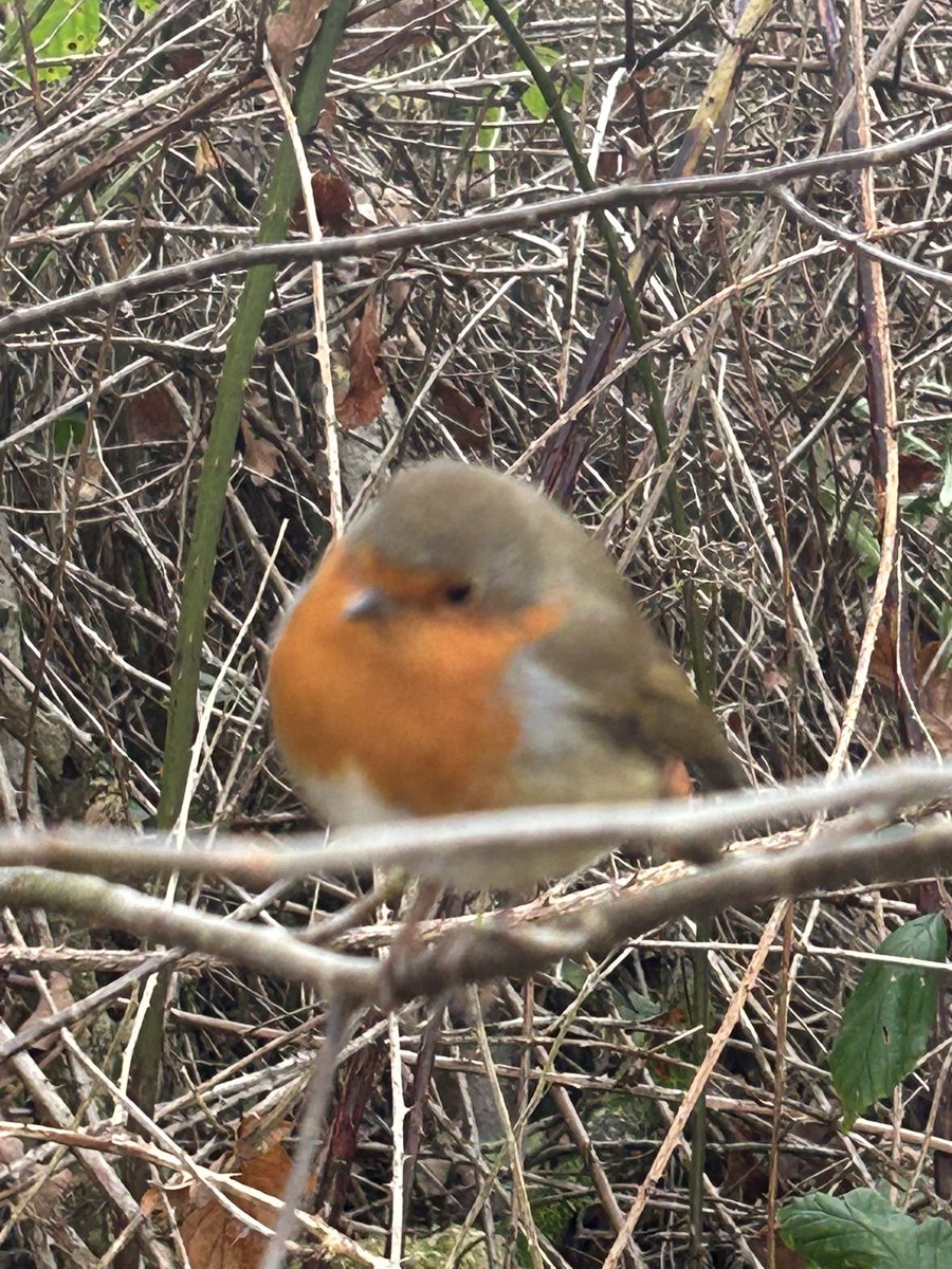 tony_shorrock's tweet photo. Great way to start the day #Anglezarke. Roll on the disappointment https://t.co/c6mW50GOYG
