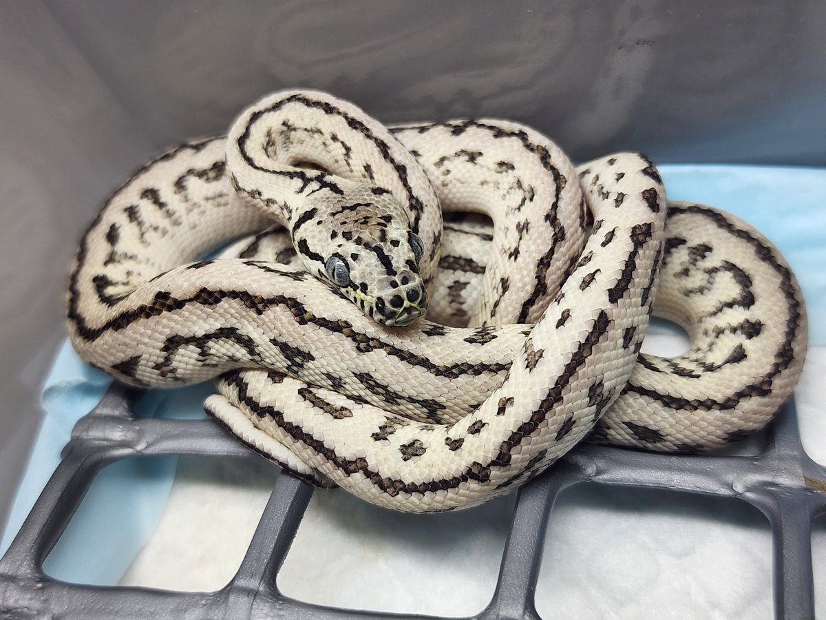 明日はいよいよぶりくら市です❣️
今宵はTN Pythonさんと前夜祭でございます🥰

1Fの71番【絨毯屋★YURIGINAL★】
明日、心よりお待ちしております🙇‍♀️

#burikura
#カーペットパイソン