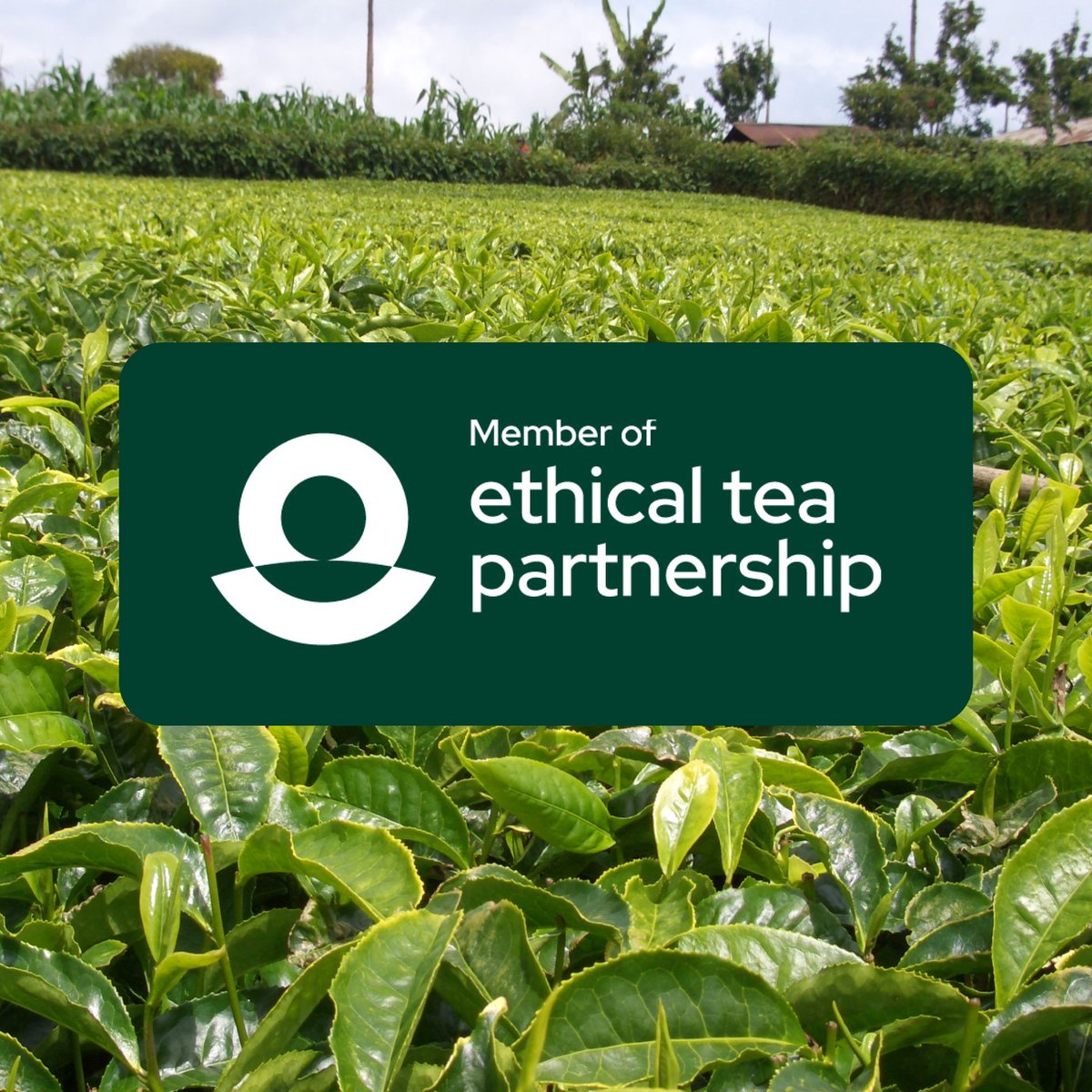 Ringtons tweet media