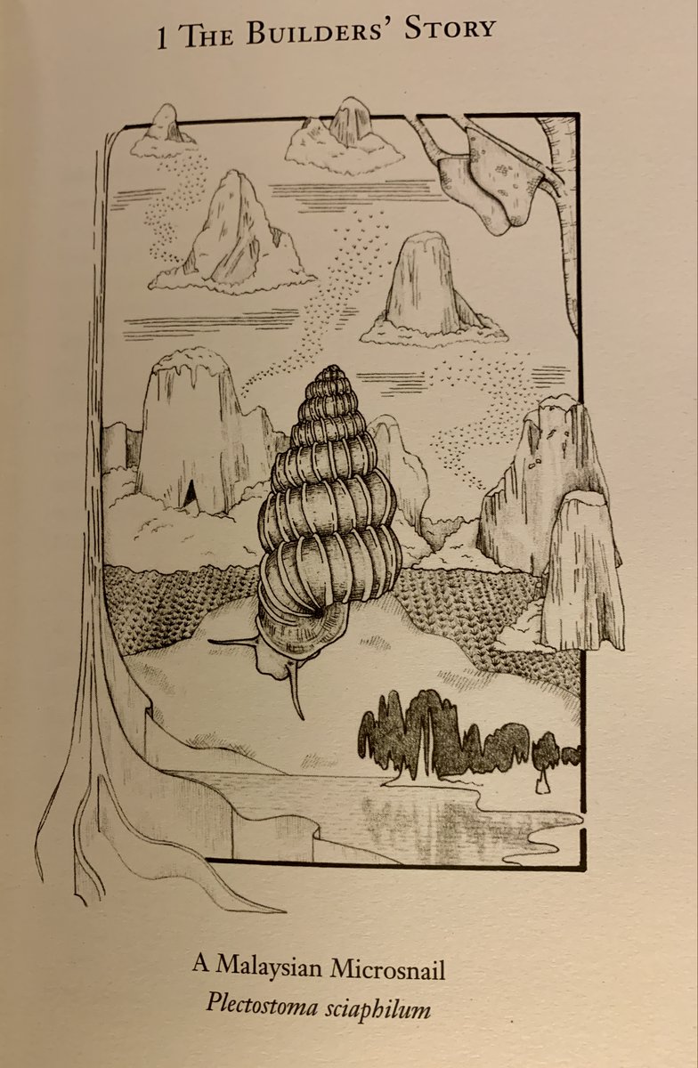 Menno Schilthuizen (@schilthuizen) on Twitter photo This came in the mail today: the beautiful new <a href="/Palgrave/">Palgrave Macmillan</a> book by Tom Lathan on extinctions. With beautiful drawings by Claire Kohda.
First chapter: Malaysian land snail Plectostoma sciaphilum, driven to extinction because the karst hill where it lived was quarried away 10 y ago. This came in the mail today: the beautiful new <a href="/Palgrave/">Palgrave Macmillan</a> book by Tom Lathan on extinctions. With beautiful drawings by Claire Kohda.
First chapter: Malaysian land snail Plectostoma sciaphilum, driven to extinction because the karst hill where it lived was quarried away 10 y ago.
