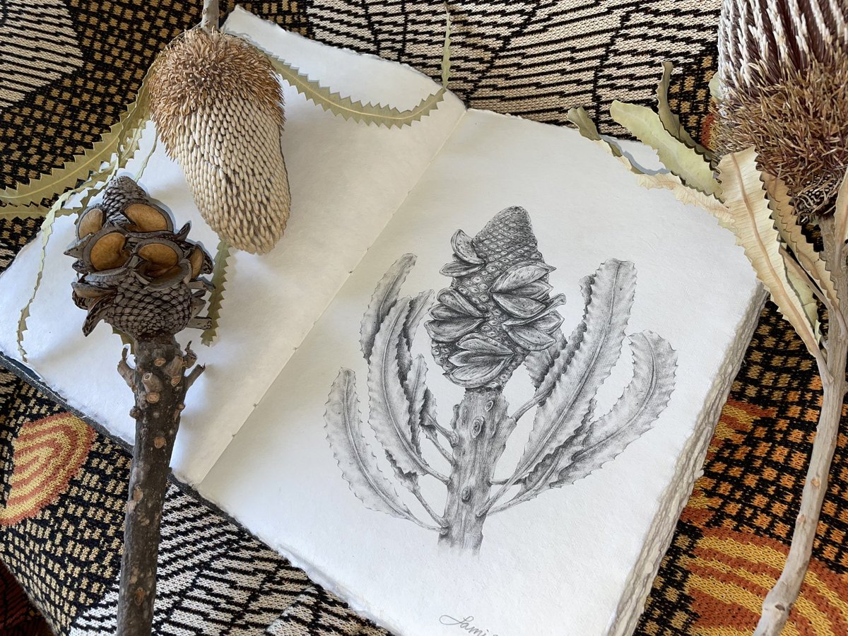 SamiBayly's tweet photo. Testing out my new art book with a graphite drawing of a banksia seed pod. 
The lovely ladies of the upper Hunter teachers association gifted me this beautiful sketch book the other week.

It was nice to get some drawing done again before I start the next book! https://t.co/KFelg1hCPp