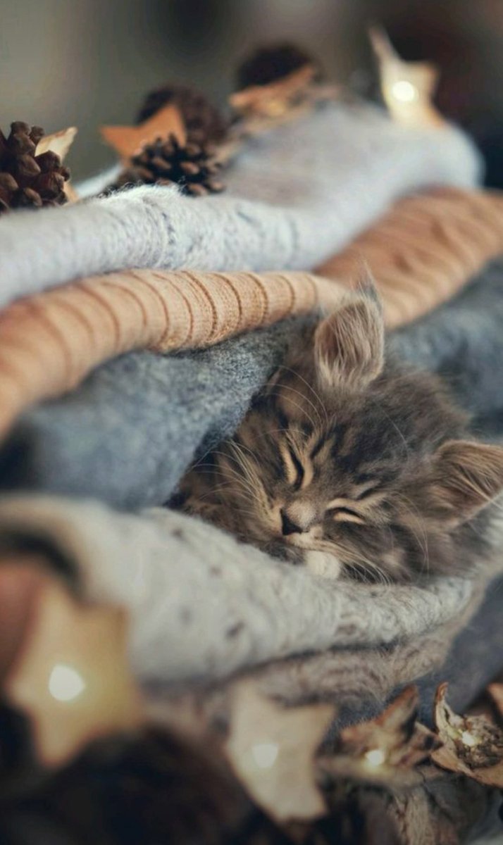 💙LUNA🌛💙⿻*𖡼.𖧷*࿐·°*✨ tweet media