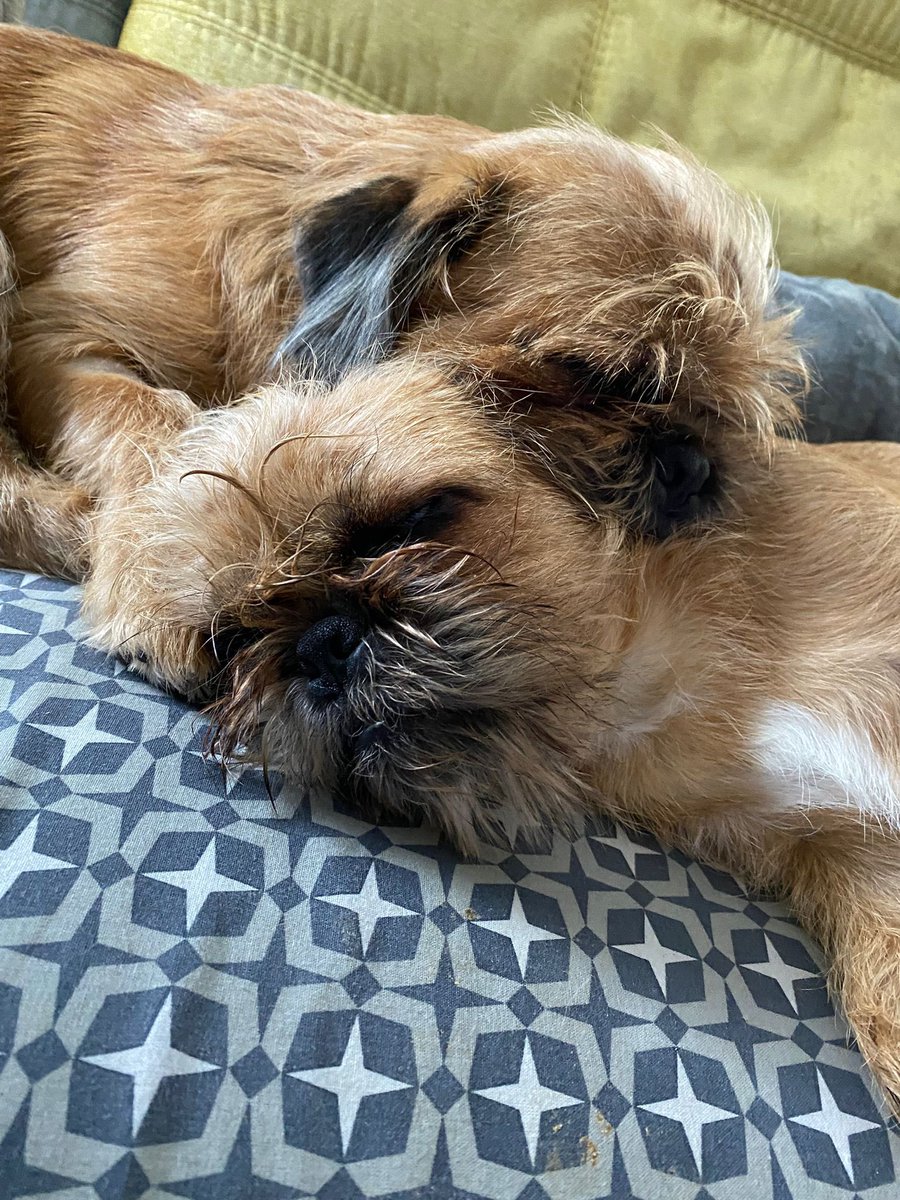 JuaLaura's tweet photo. Rio et Ruby - 7 mois 💜 https://t.co/NwbhXzMauC