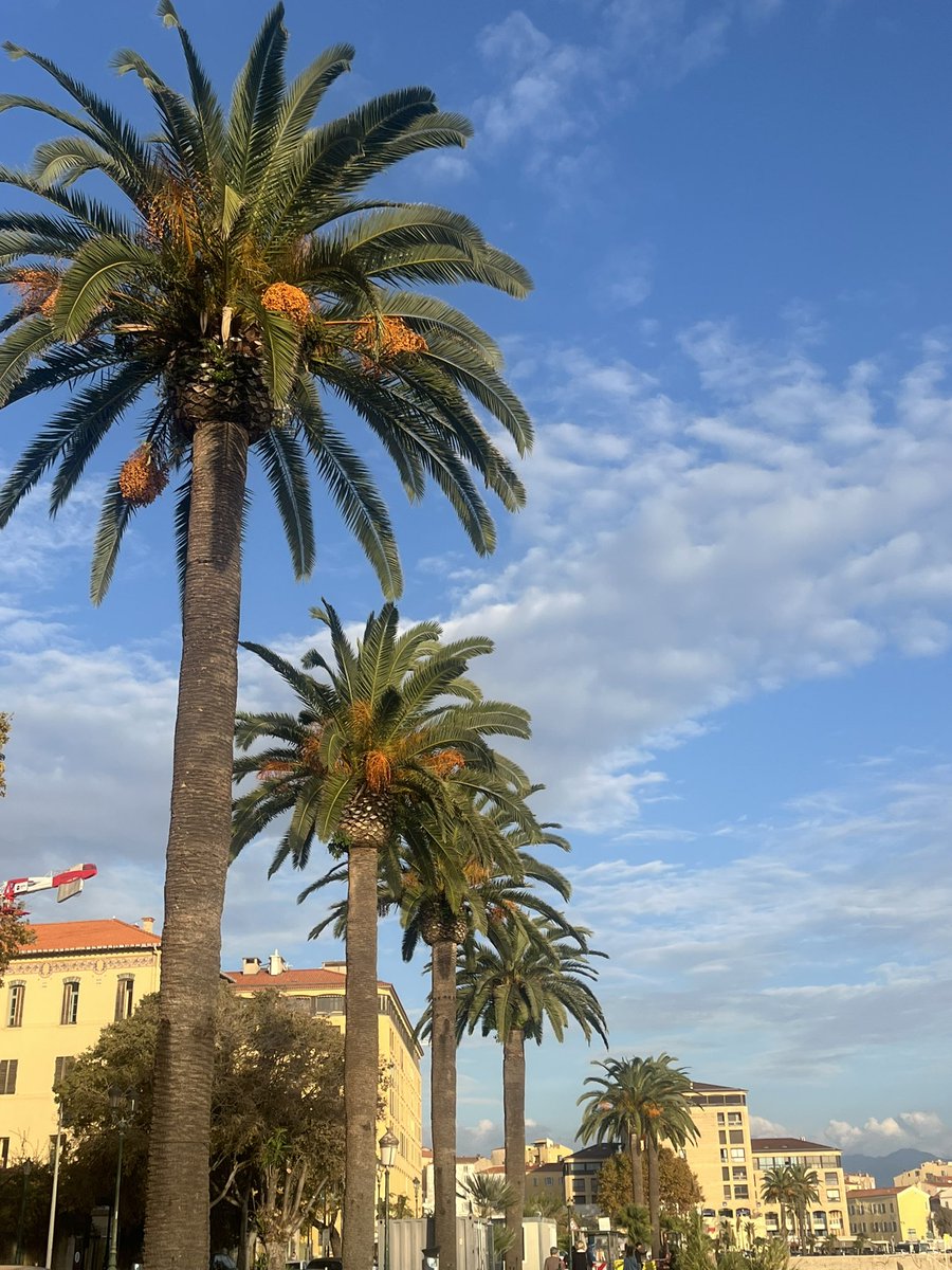 gdbail59's tweet photo. Bon weekend à tous 🌴☀️🩵 
#corse #ajaccio https://t.co/7EyXJ3Up88