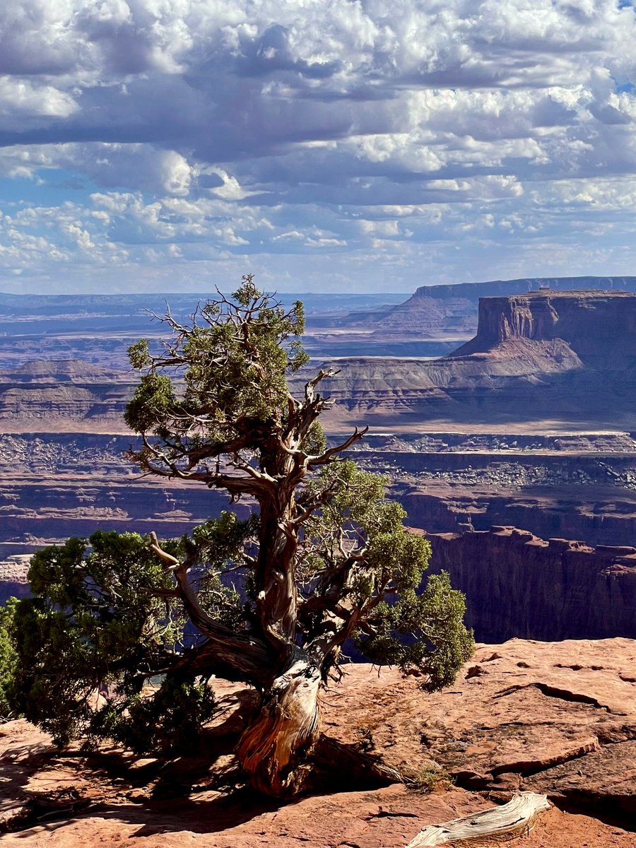 The juniper tree at Dead Horse Point knows survival