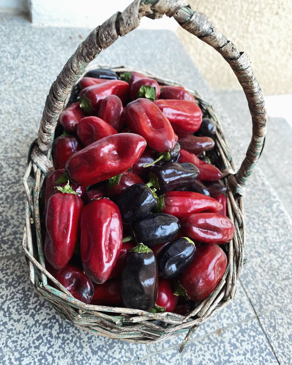 G27Marco's tweet image. On dirait un cadeau du petit chaperon rouge! #piment #jardin #recolte