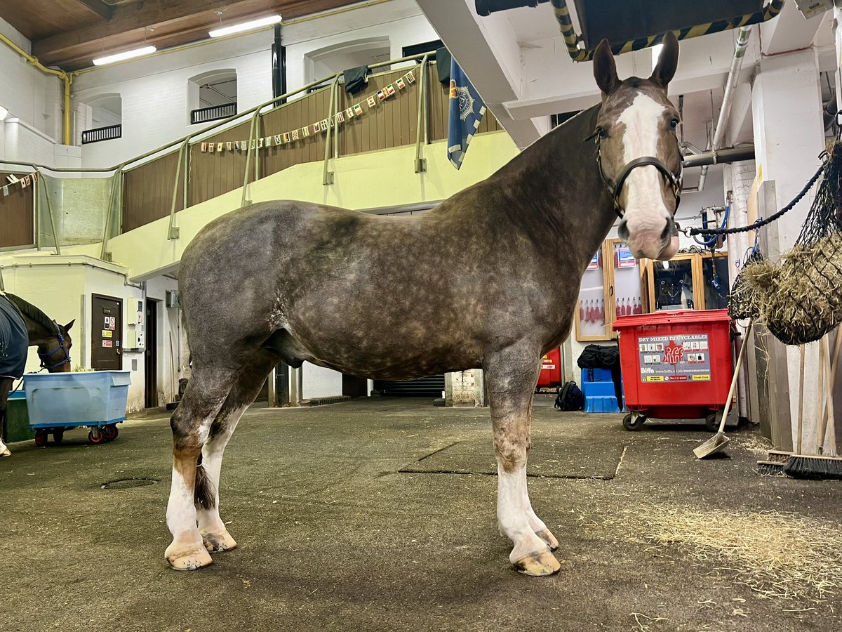 CityHorses's tweet image. #PHPollard &amp;amp; #PHGilbert had a nice big pre #LMS2024 breakfast before getting spruced up for the big day under the watchful eye of #PoliceCatCressida Good luck and enjoy to everyone policing, taking part and watching this years show. @cityoflondon @CityPolice