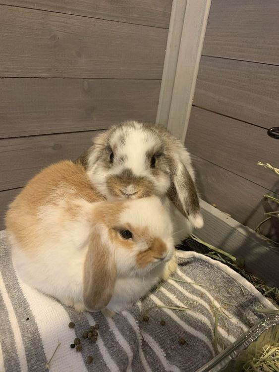 Bunnies (@rabbiteveryhour) on Twitter photo 