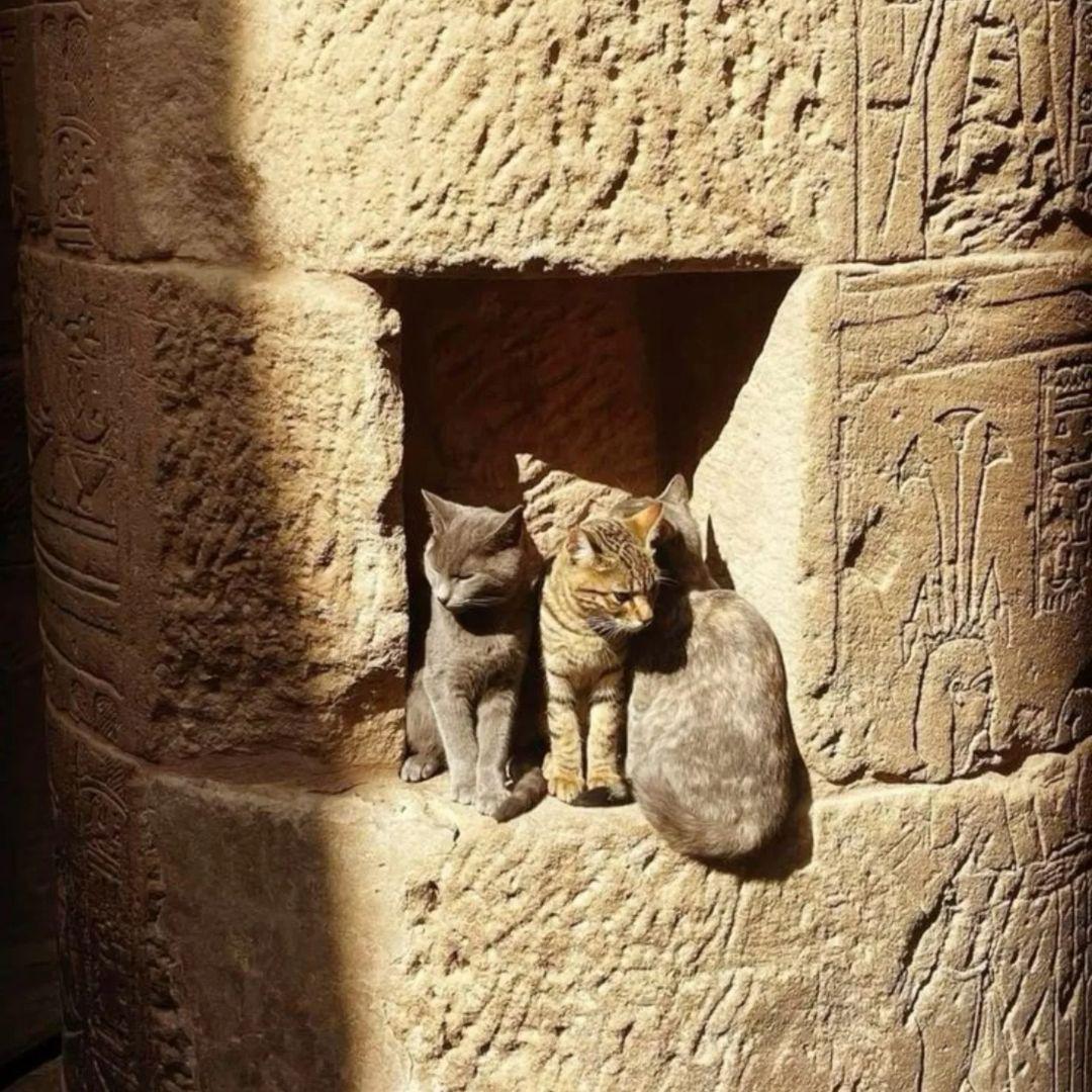 Archaeo - Histories tweet media