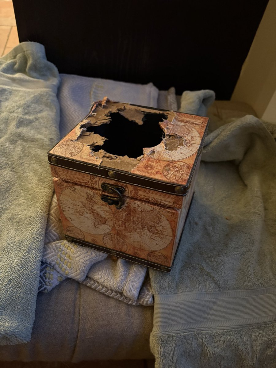 Well the tissue box idea didn’t work well !! 🤣🤦‍♀️#dogsoftwitter #dogsofX