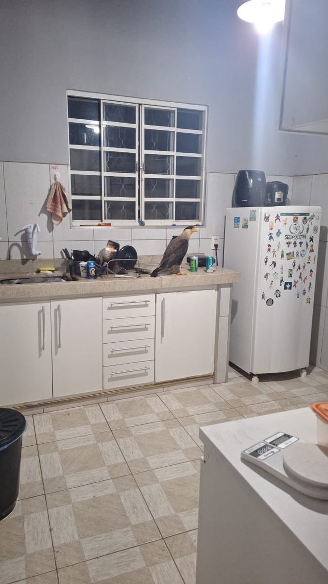 PedroHTunes's tweet photo. GENTE EU FUI ZOAR ACHANDO QUE ERA UM INSETÃO E ERA UM CARCARÁ KKKKKKKKKK https://t.co/FCzenbQzn9