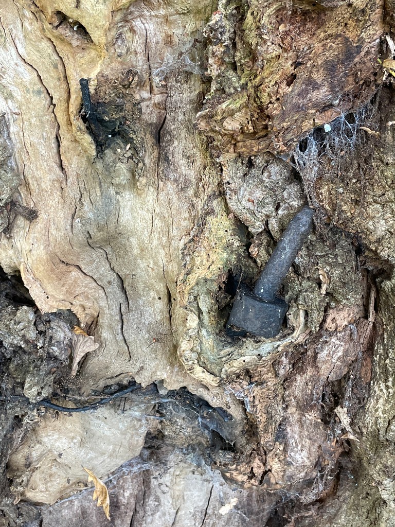 And the winner is…📸

Congrats to Claire S. for winning our Ancient Tree Photo Comp category 'It's All in the Detail' with 'Tree 1, Fence 0' - This photo shows a historic iron fence entwined with an old Oak, symbolizing the tree’s rich past and vital role as a habitat today.🏆️
