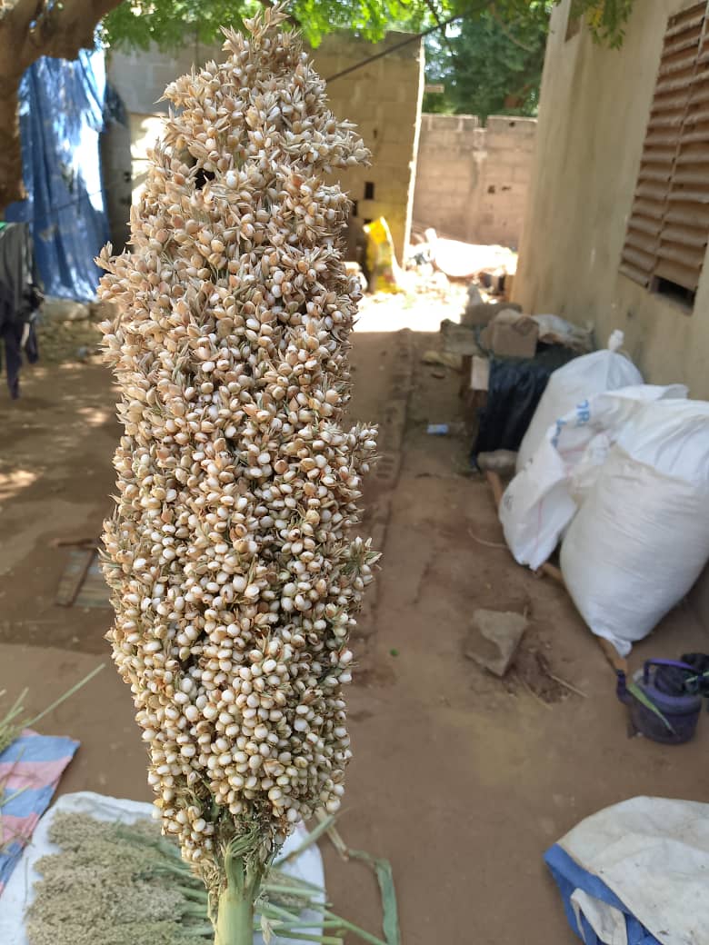 A nice, clean &amp; productive #Sorghum🌾 panicle in Africa!
Should be used for human food, 50-60% of Sorghum outlets in Africa.
Africa is the first Sorghum producer on the 🌍 with more than 20 Mha of  production.✨️✨️
#Sorghum 🌾 is the 6th most cultivated species on the 🌍 !