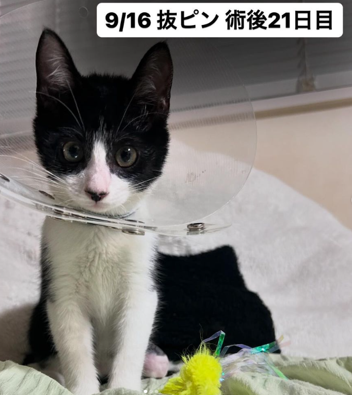 cheetah_0814's tweet photo. 期日までの成約難しそうです。😭
こちらからですと成約できずとも寄付出来ます。
病院に持ち込んだ #子猫 ❤の治療費70万円でした。
ピンを抜くだけで10万円。1月続く下痢も乗り越え嫌がるリハビリもがんばってます
#ハチワレ猫  #ねこかわいいね #猫イラスト #猫ちゃん #猫好きさんと繋がりたいたい https://t.co/Qgr1sGQavL