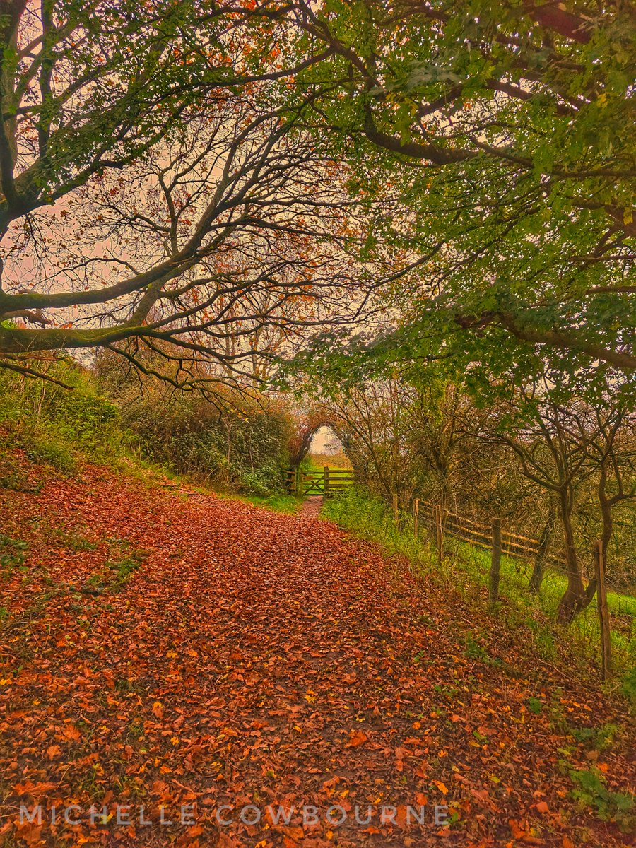 Glastomichelle's tweet photo. Autumn colour on a grey day in Glastonbury. Walking towards Avalon Orchard this morning. https://t.co/6anY6KKRU1