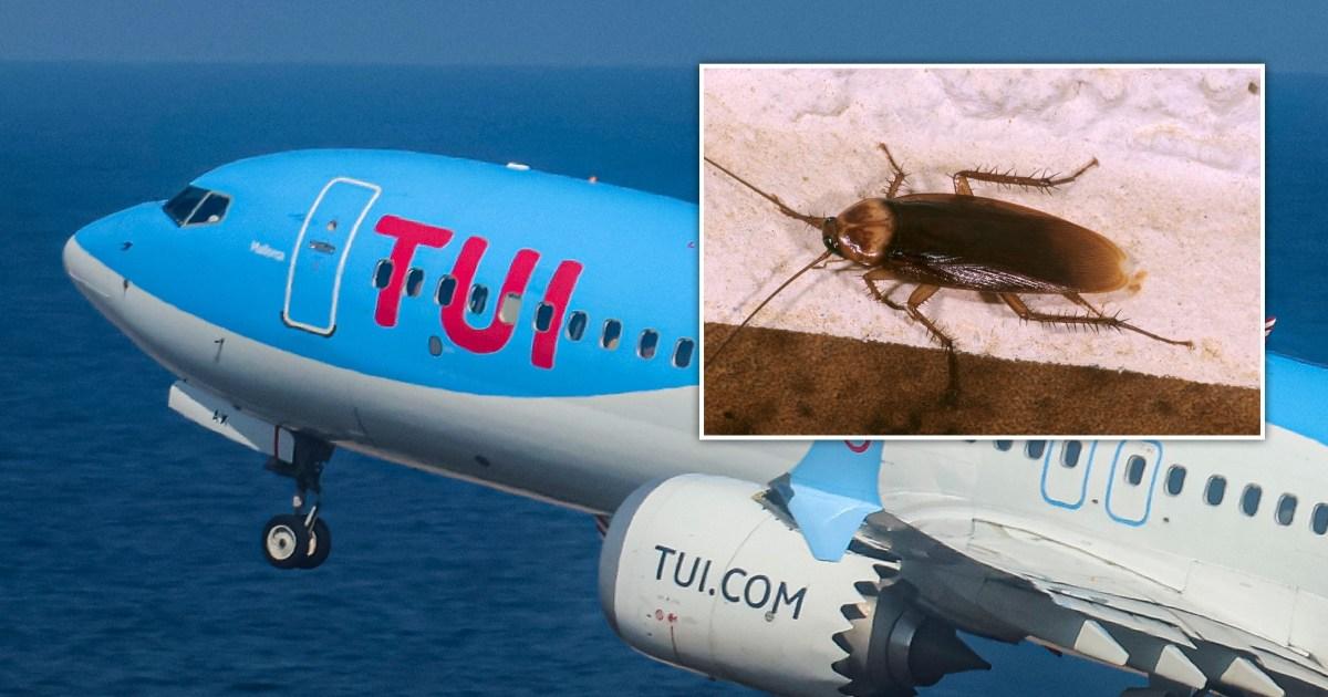 ConfirmAKill's tweet photo. #Pest problems really do happen everywhere, even in the most unlikely of places such as transport, like TUI recently discovered: https://t.co/LbzUS0DcTi

See how our annual contracts can keep your business pest-free and maintain hygiene standards: https://t.co/uoHkZdmW25

#Pests https://t.co/TtVoyjLyPh
