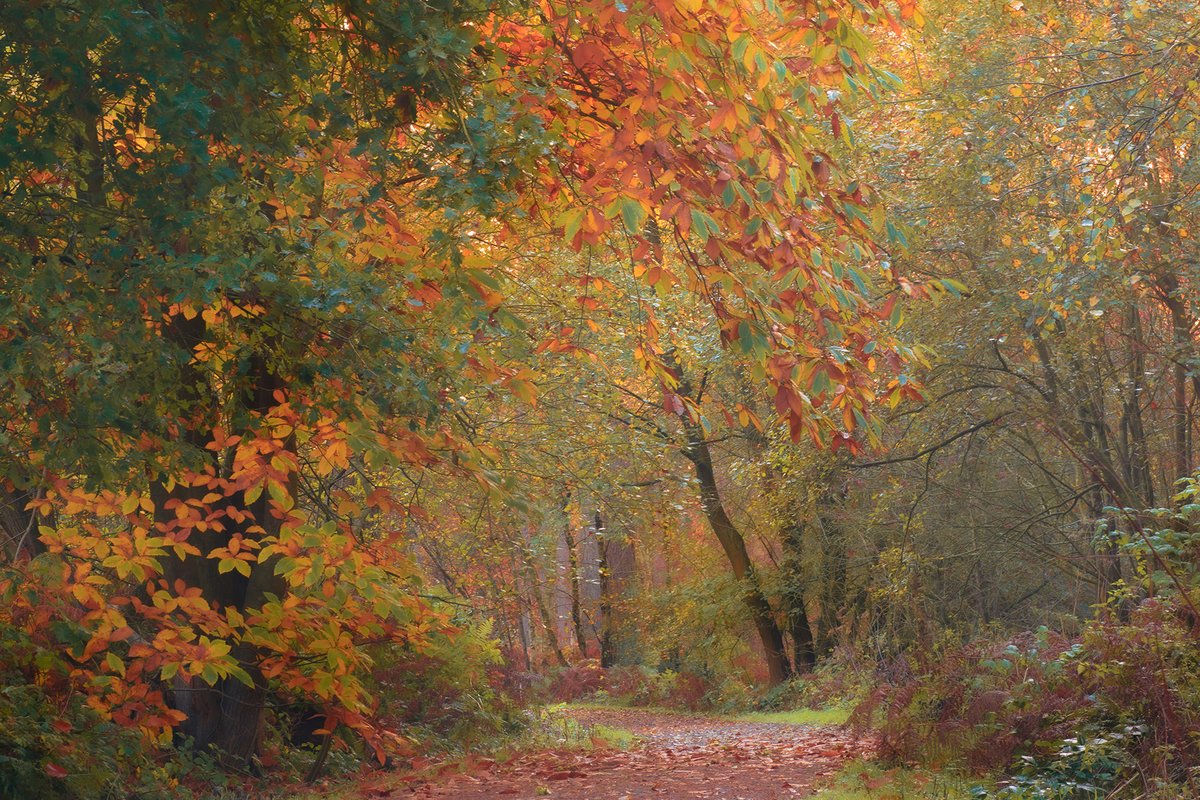 Andy M (@salescycle) on Twitter photo Autumnal colours in full glory. Early morning at Delamere Forest. Enjoy your Saturday. #delamereforest #delamere #Cheshire #Cheshirelife #woodlandphotography #SaturdayMorning @Stormhour <a href="/ThePhotoHour/">#ThePhotoHour</a> Autumnal colours in full glory. Early morning at Delamere Forest. Enjoy your Saturday. #delamereforest #delamere #Cheshire #Cheshirelife #woodlandphotography #SaturdayMorning @Stormhour <a href="/ThePhotoHour/">#ThePhotoHour</a>