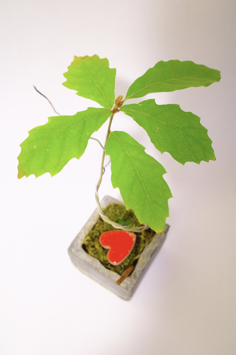UG_TinyLab's tweet photo. 酷暑を乗り切ったドングリのツリー🌳たち
綺麗に紅葉してほしい…
#gardenshour #GardenersWorld #smalltrees #dwarftrees #GardeningTwitter #acorn #ドングリ #oak #DIY #bonsai https://t.co/NZgEdwHb5m