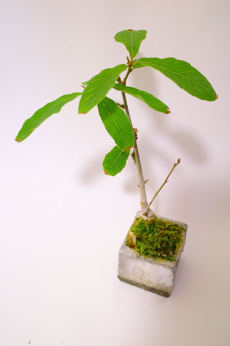 UG_TinyLab's tweet photo. 酷暑を乗り切ったドングリのツリー🌳たち
綺麗に紅葉してほしい…
#gardenshour #GardenersWorld #smalltrees #dwarftrees #GardeningTwitter #acorn #ドングリ #oak #DIY #bonsai https://t.co/NZgEdwHb5m