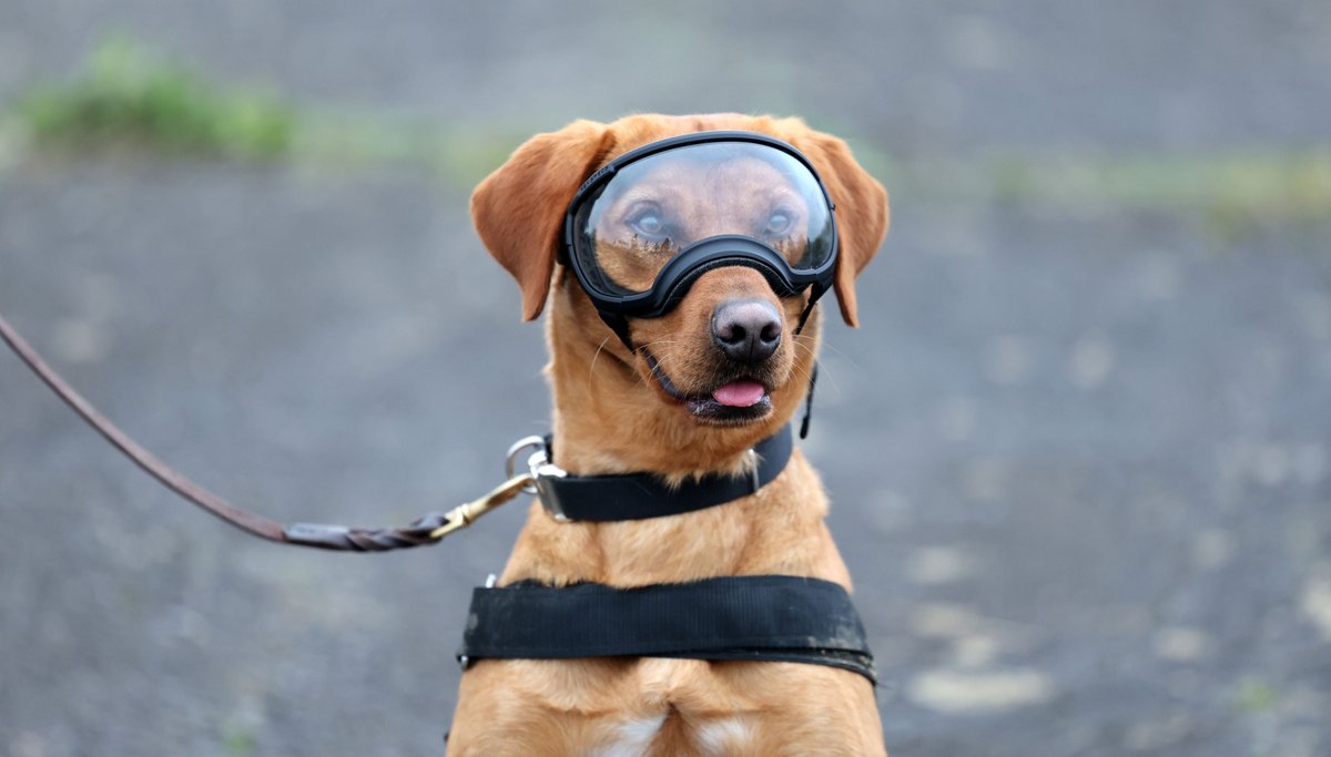 The military dogs and dog handlers of the British army's 1st military working dog regiment where we were shown the dogs on exercise sporting new safety equipment. <a href="/thetimes/">The Times and The Sunday Times</a> @britisharmy #dogs #dogsofinsta #canine #doglifestyle #military #wardogs #photography #photographynews