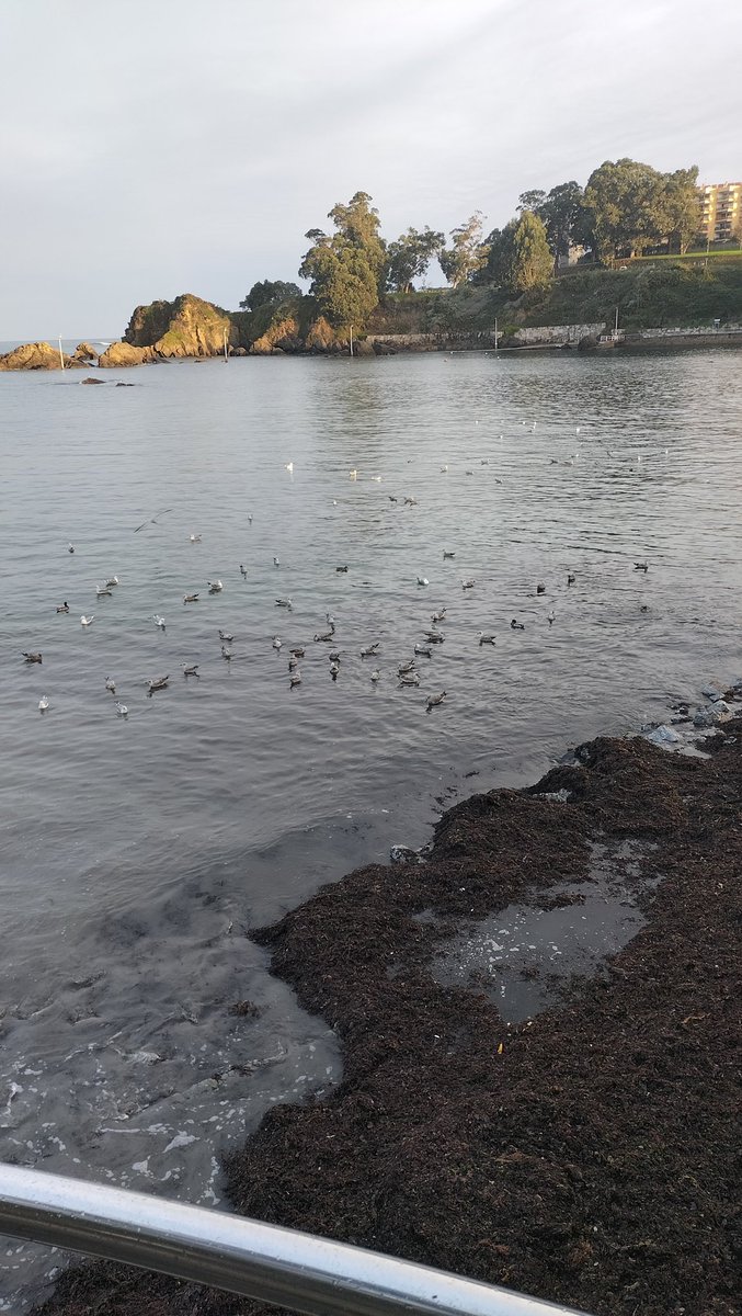 Aves alimentándose nas algas #gholfe #algas en Santa Cruz #Gaivotas #patiamarelas #escura #cabecinegra #chorona #Virapedras #lavandeiras #Alavanco  #Bilurico #Andarríos #birds #avesdeoleiros #Oleiros 9nov.9h.2024 Santa Cruz