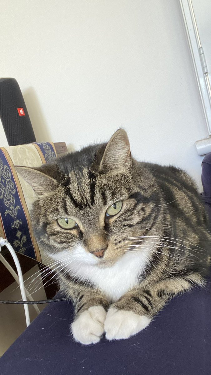 Just chilling on this unexciting #Caturday #RosieTheCat