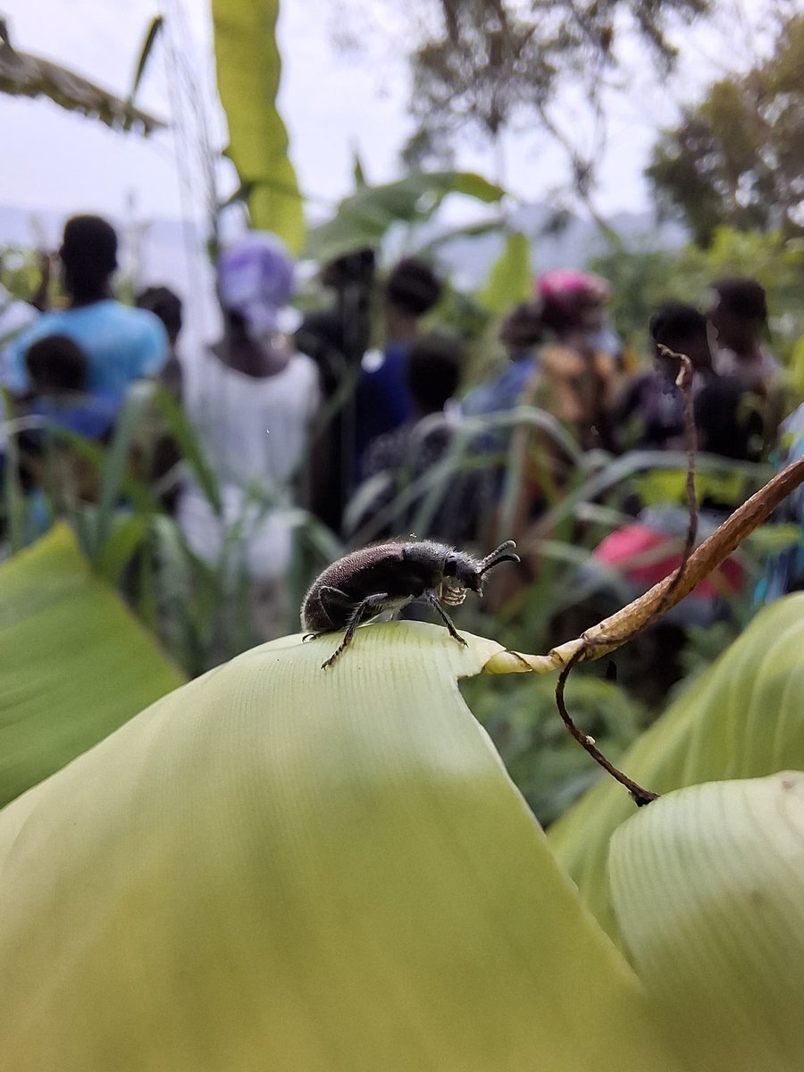 acdblab's tweet image. Grateful for the unwavering support of @arochaghana as we launch the NbS Project in Ghana. Their dedication has been instrumental in driving this project forward. Together, we’re building a brighter future for biodiversity. 

#NbSProject #Ghana