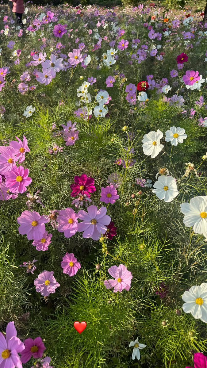 Happy saturday, everyone! 🥳 

Had a lovely evening walk and some quality time with my baby (meet; Yangchi! 🐾). We’re soaking up all the weekend vibes—how about you? 

What’s on your saturday agenda?