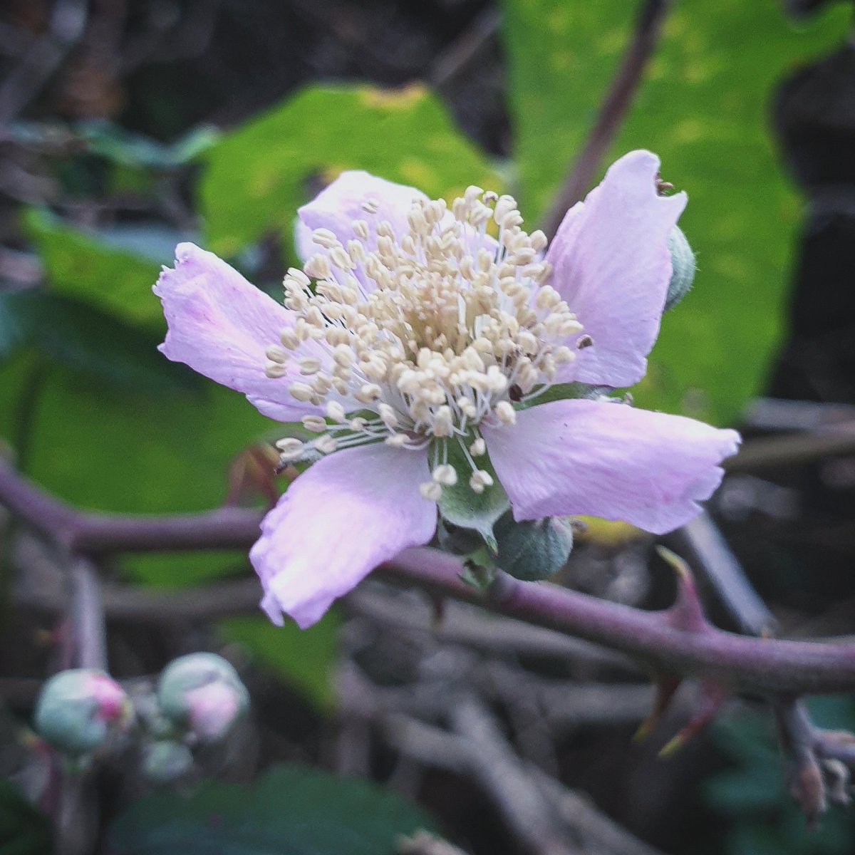 AlisKJones's tweet photo. Blackberry still blooms,
fruiting can happen whenever,
conditions are right.

#nature #NaturePhotography #naturelovers #poetry #naturewriters #poetrycommunity #haiku #amwriting #writerscommunity #psychogeography #landscape #mapping #mindfullness #noticing https://t.co/GAjUEhXZ5A