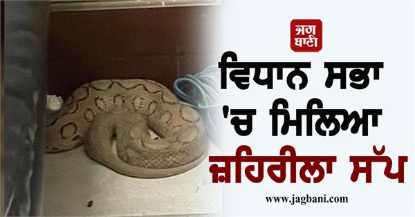 JagbaniOnline's tweet photo. ਵਿਧਾਨ ਸਭਾ 'ਚ ਮਿਲਿਆ ਬੇਹੱਦ ਜ਼ਹਿਰੀਲਾ ਸੱਪ, ਦੇਖ ਮੁਲਾਜ਼ਮਾਂ ਦੇ ਉਡ ਗਏ ਹੋਸ਼
https://t.co/VLkrFAjHst
#PoisonousSnake #Found #VidhanSabha #HaryanaAssembly #SnakeInAssembly https://t.co/GNFrm2F0Xc
