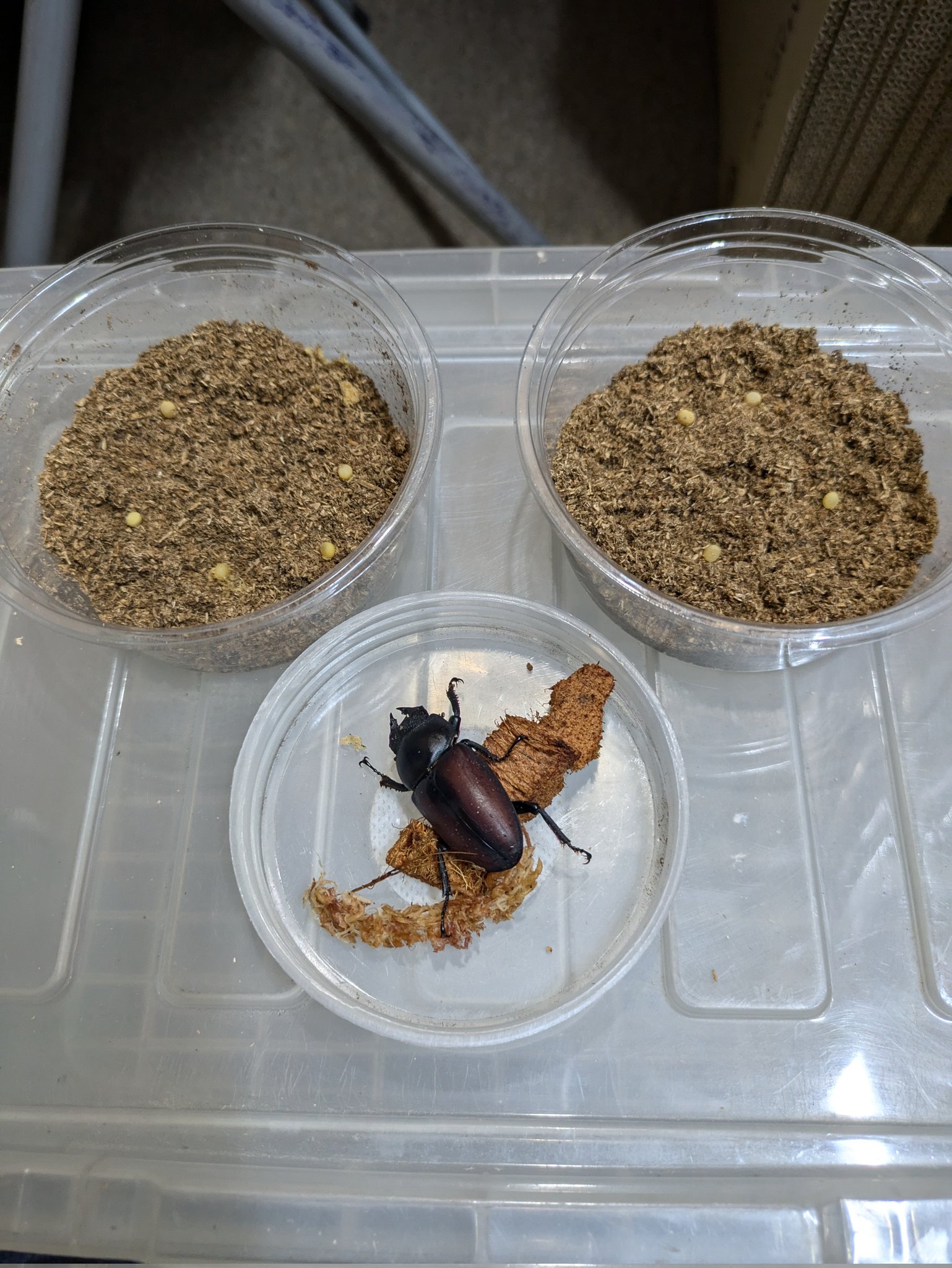 ピックル♡リクエスト７点おまとめ エクストラパック 第39弾 まれびとの宴 ｜ Z/X - Zillions of