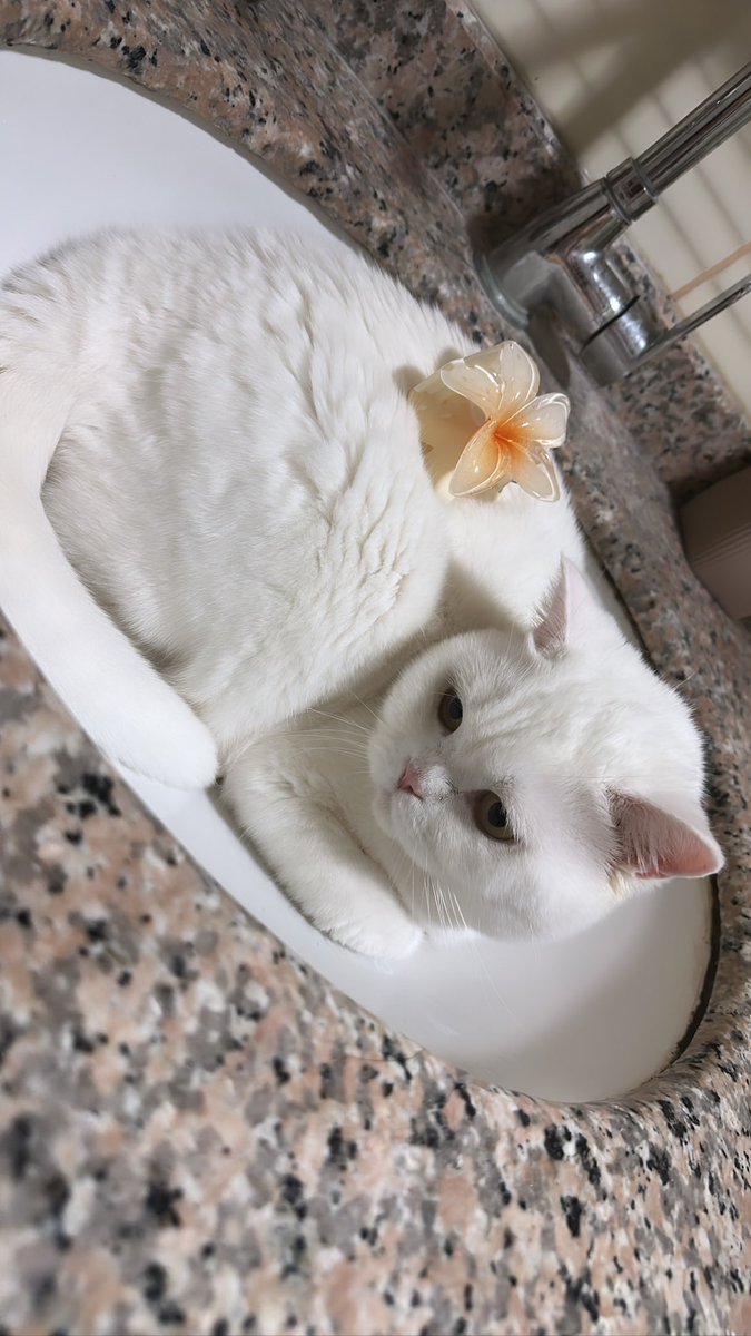 Seeciiiillll's tweet photo. @kulkedici Maşallahınızı bizde alırız💕🧿 https://t.co/5VEB62wFO7