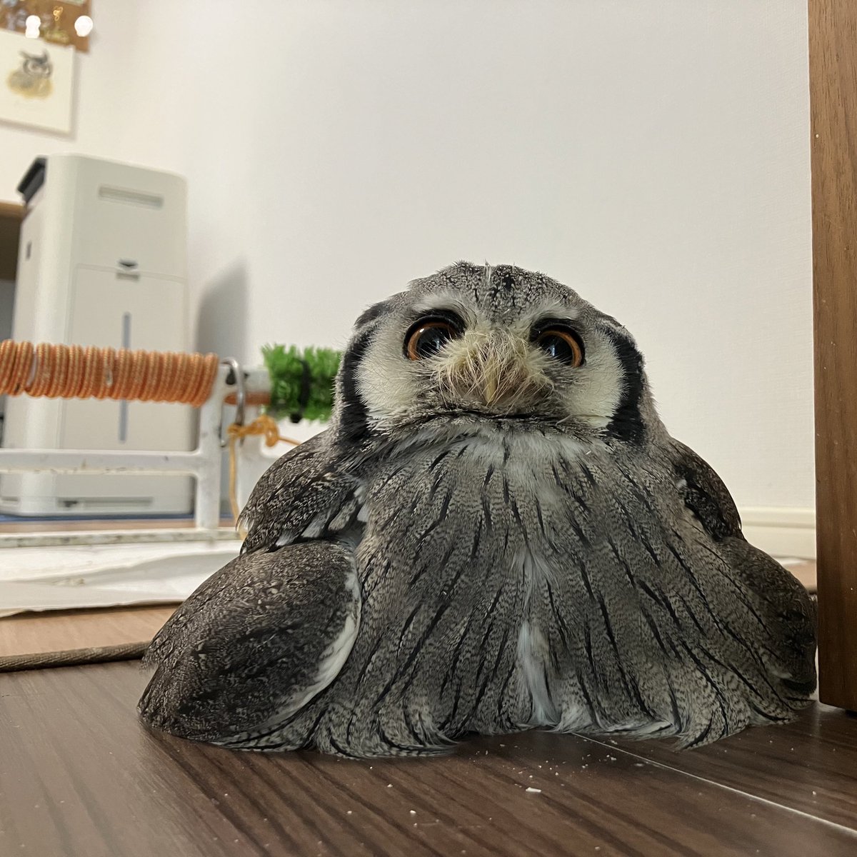 みて！

おにぎり型🍙

みて！！