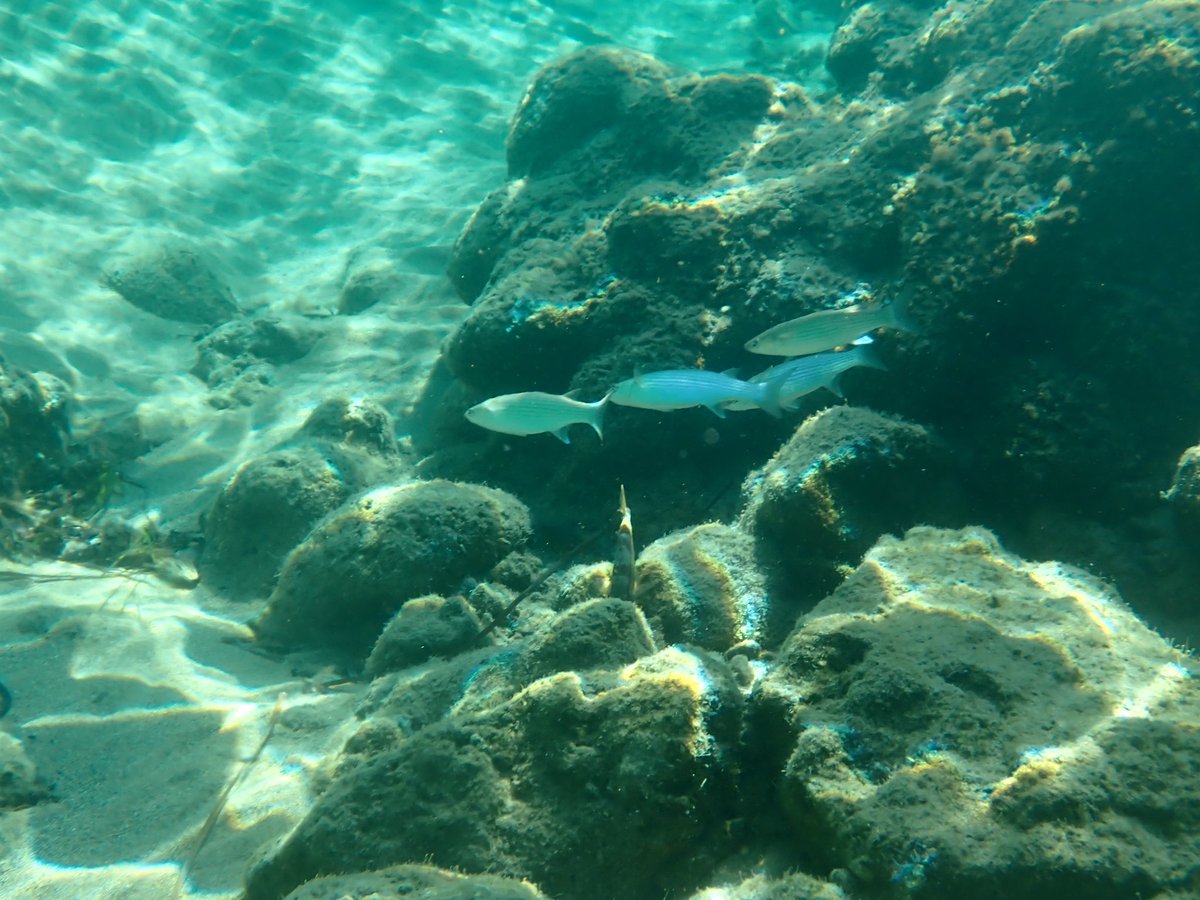 AMcCaughren's tweet photo. #UnderwaterPhotography #OceanPhotography #MarineLife #NaturePhotography #PhotoForSale #BuyArt #NFTPhotography #NFTArt #DigitalArt #FineArtPhotography #PhotographyForSale #InvestInArt #PhotoCollectors #ArtCollectors #ArtForSale #WildlifePhotography #NatureLovers #SaveTheOceans #ProtectOurPlanet #BluePlanet #ExploreTheOcean #EcoPhotography #OceanLove #WildlifeConservation #EarthCapture #CoralReef #DiscoverOcean #OurBluePlanet #WaterArt #MarineConservation #Photography #PhotoOfTheDay #ArtOfVisuals #InstaPhoto #AdventureAwaits #Wanderlust #TravelPhotography #EarthFocus #ExploreNature #NaturePerfection #WondersOfNature #VisualAmbassadors #BeautifulDestinations #NaturePix #StayAndWander